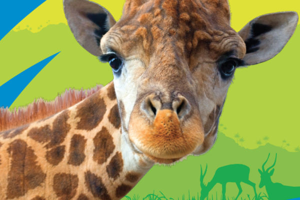 Giraffe over an illustrated habitat for Animal Planet toy packaging licensing style guide.