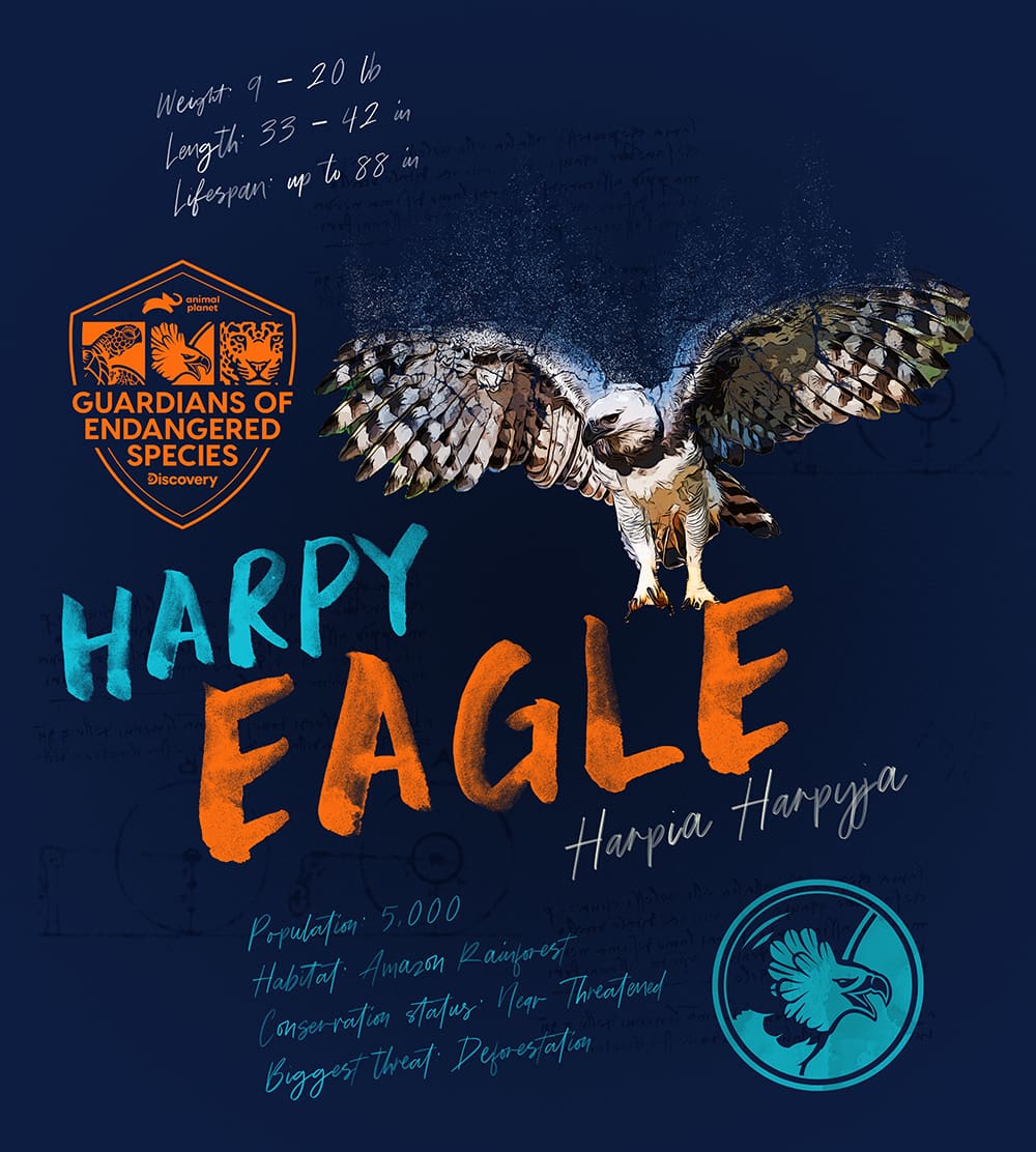 Logo Design Composed Design Harpy Eagle