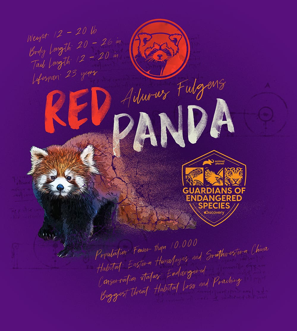 Logo Design Composed Design Red Panda