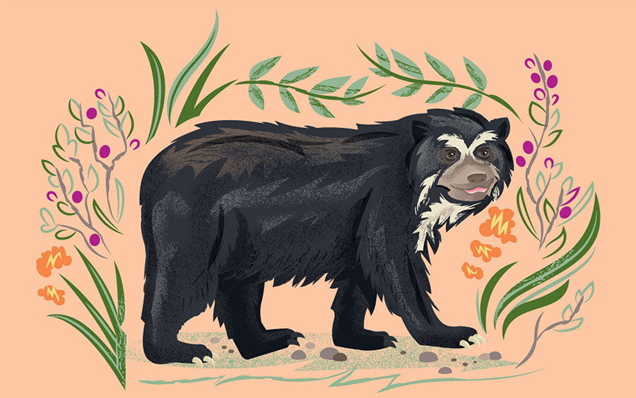 Animal Planet Latin American Kingdom Illustrations Bear