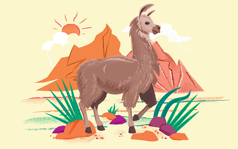 Animal Planet Latin American Kingdom Illustrations Llama