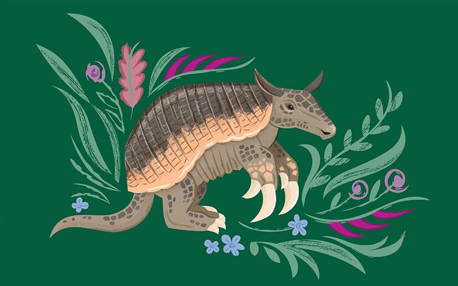 Animal Planet Latin American Kingdom Illustrations Armadillo