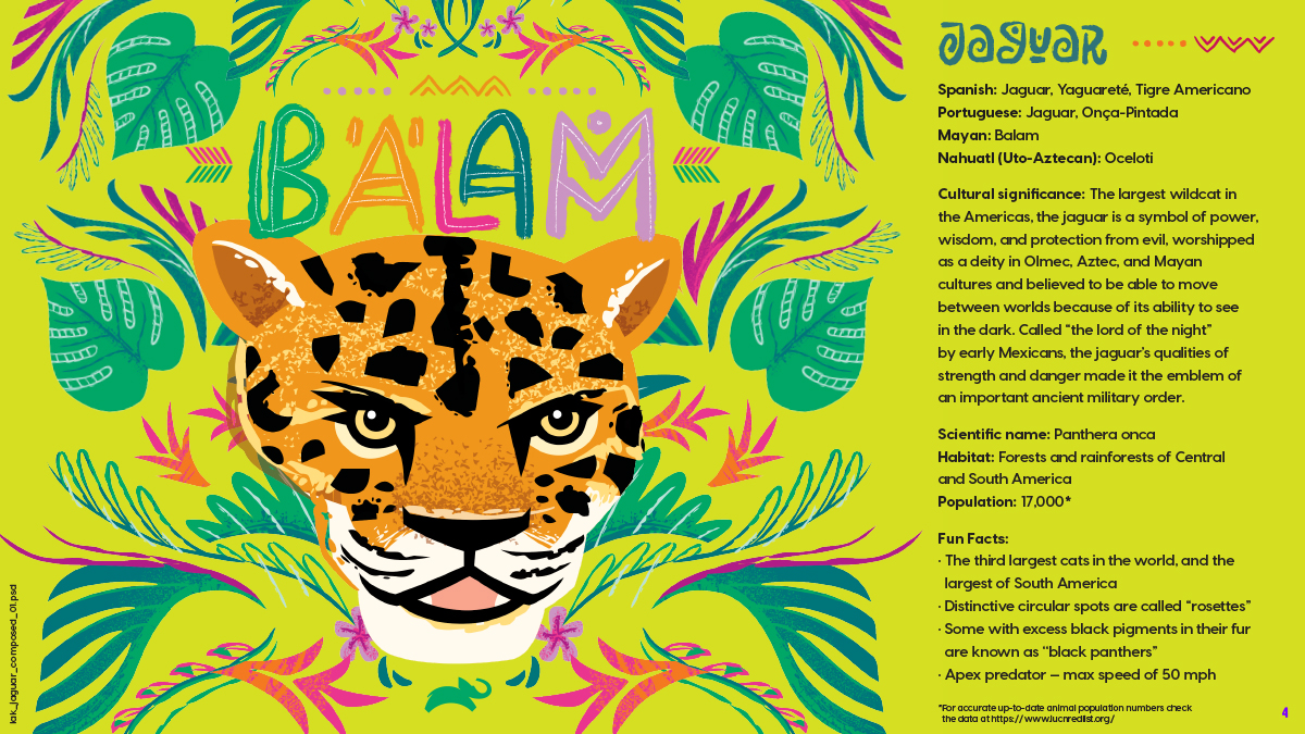 Animal Planet Latin American Kingdom Illustrations Jaguar Info