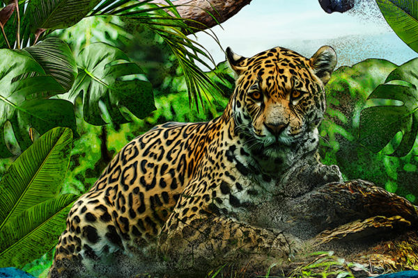 Portfolio: Illustration of endangered species for Animal Planet sub-brand licensing style guide.